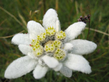 edelweiss-Leontopodium_alpinum