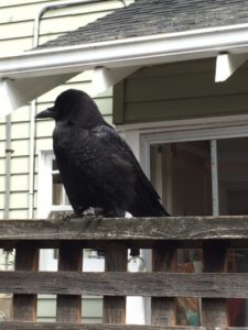 the crow says caw, caw!